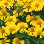 saulaine helias yellow