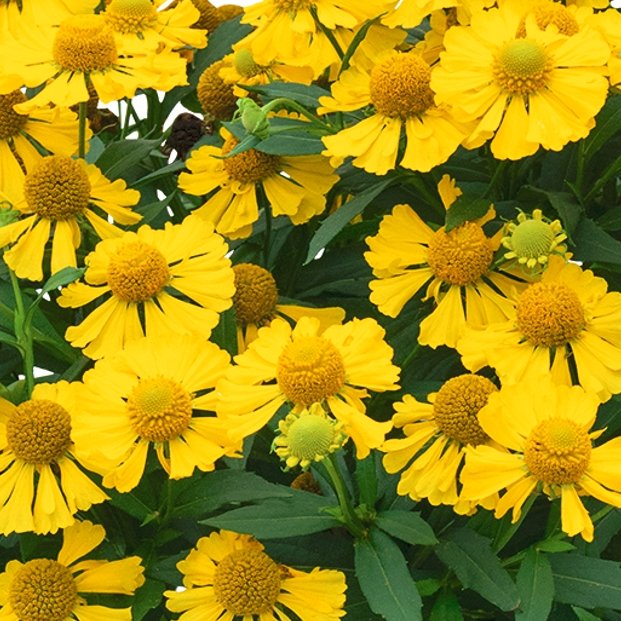 saulaine helias yellow