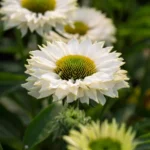 eziuole sunseekers white perfection