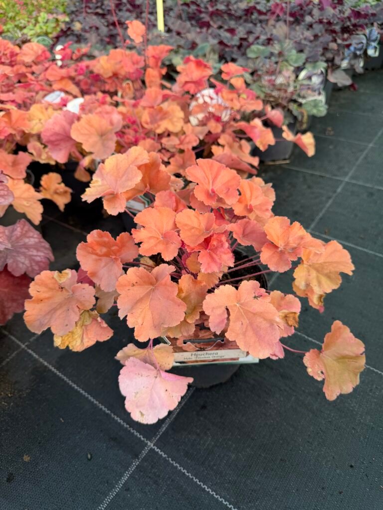 alune timeless Orange