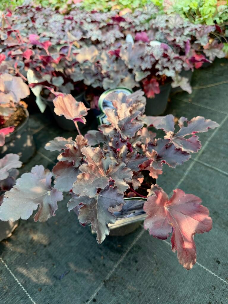 alune Black Pearl