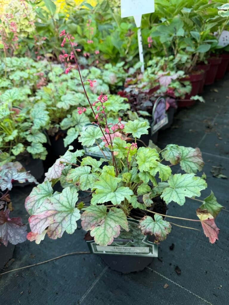 alune mint marquess