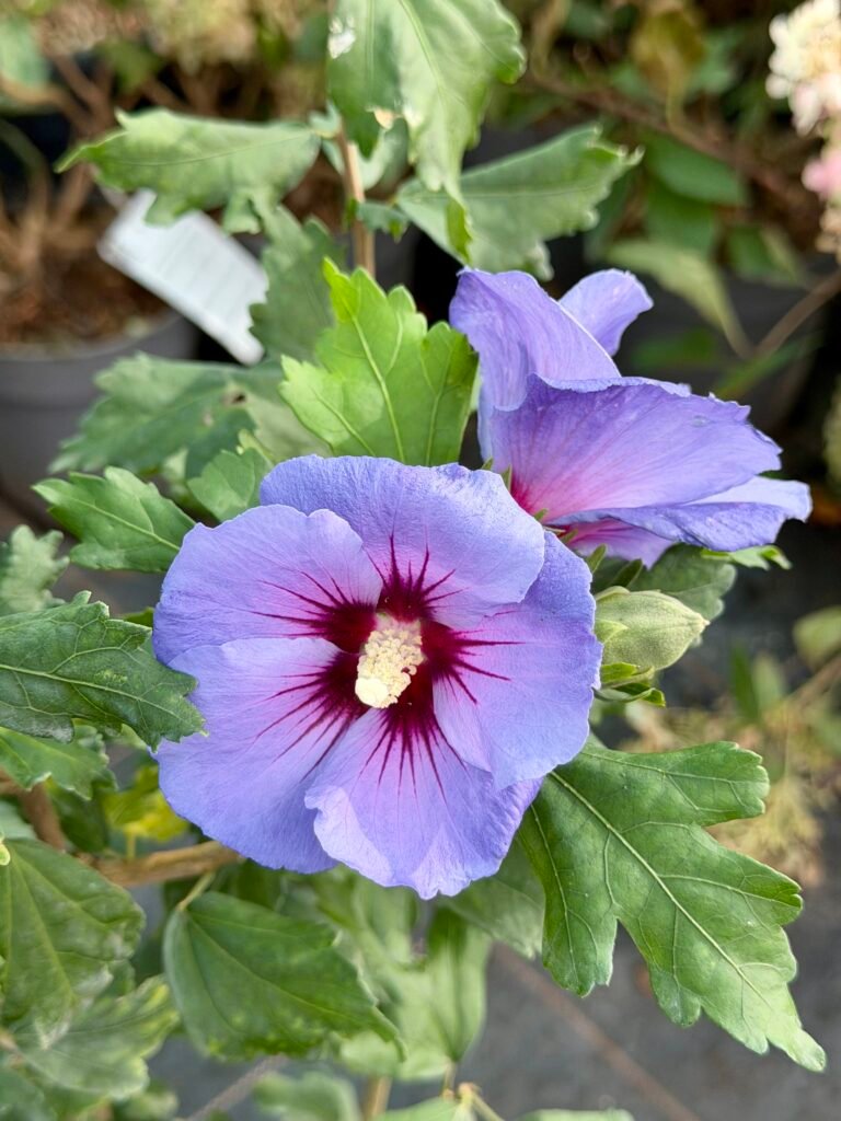 kinroze Hawaii