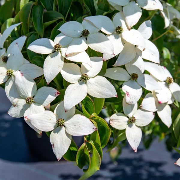 sedula japonine bohljes kleine blute