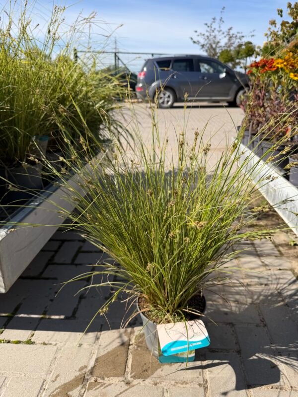 Viksva rusvoji (Carex Brunnea) "Honeymoon" - Image 2
