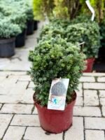 kukmedis europinis schwarzgrun kugel