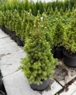 egle baltoji conica picea glauca