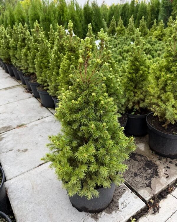 egle baltoji conica picea glauca