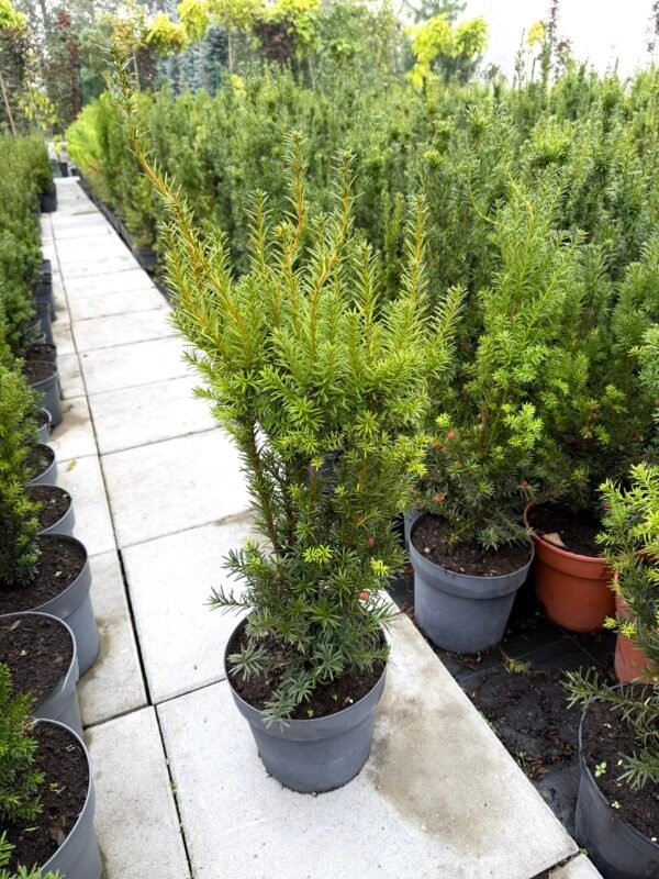 Kukmedis tarpinis "Hicksii" - Image 2
