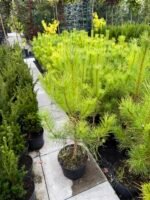 juodoji pusis pinus nigra