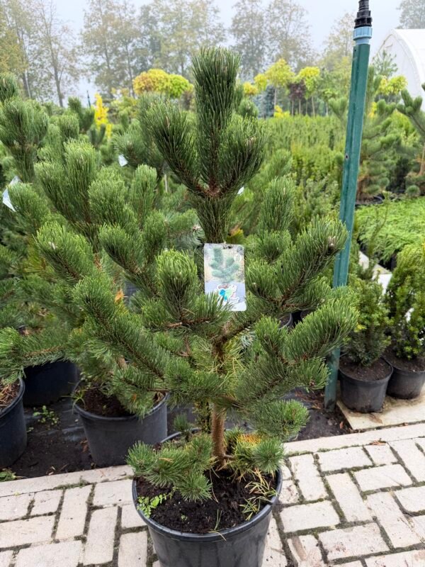 juodoji pusis Oregon Green