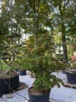 sedula japonine bohljes kleine blute