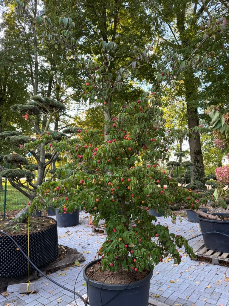 sedula japonine bohljes kleine blute