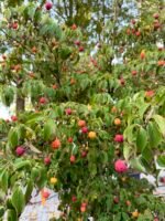 sedula japonine bohljes kleine blute