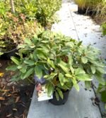 rododendras dufthecke geltonas inkarho kvepiantis
