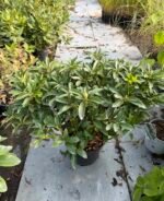 Rododendras "Helen Martin" - Image 2