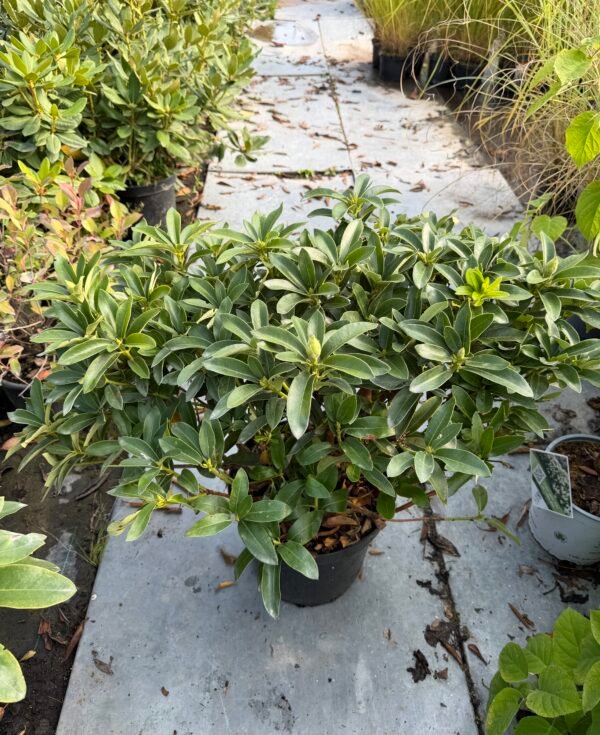 Rododendras "Helen Martin" - Image 2