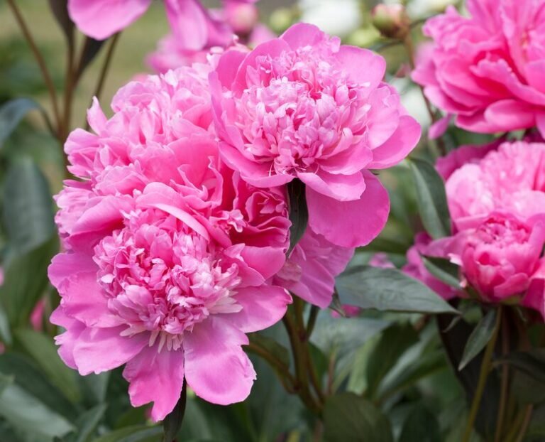 bijunas Paeonia lactiflora 'Amabilis'
