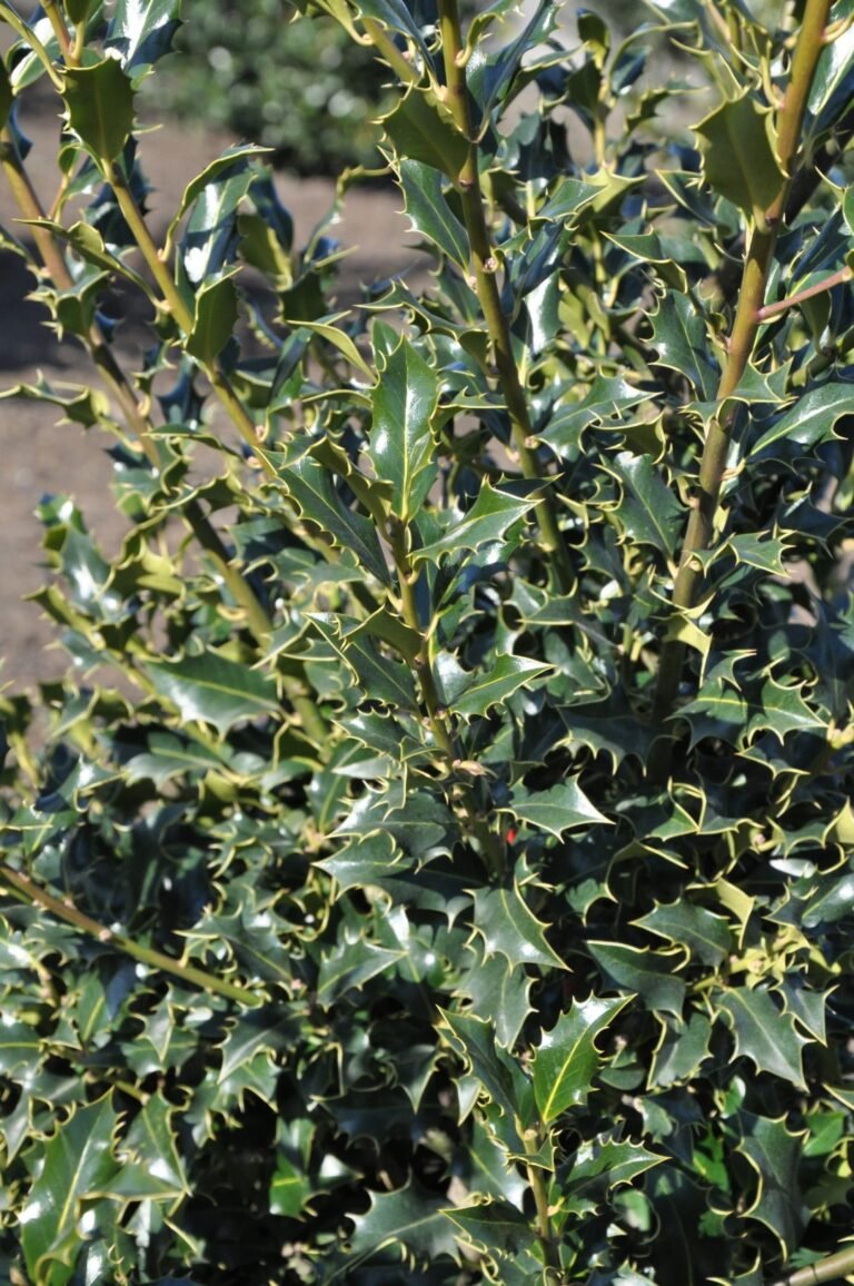 bugienis dygialapis