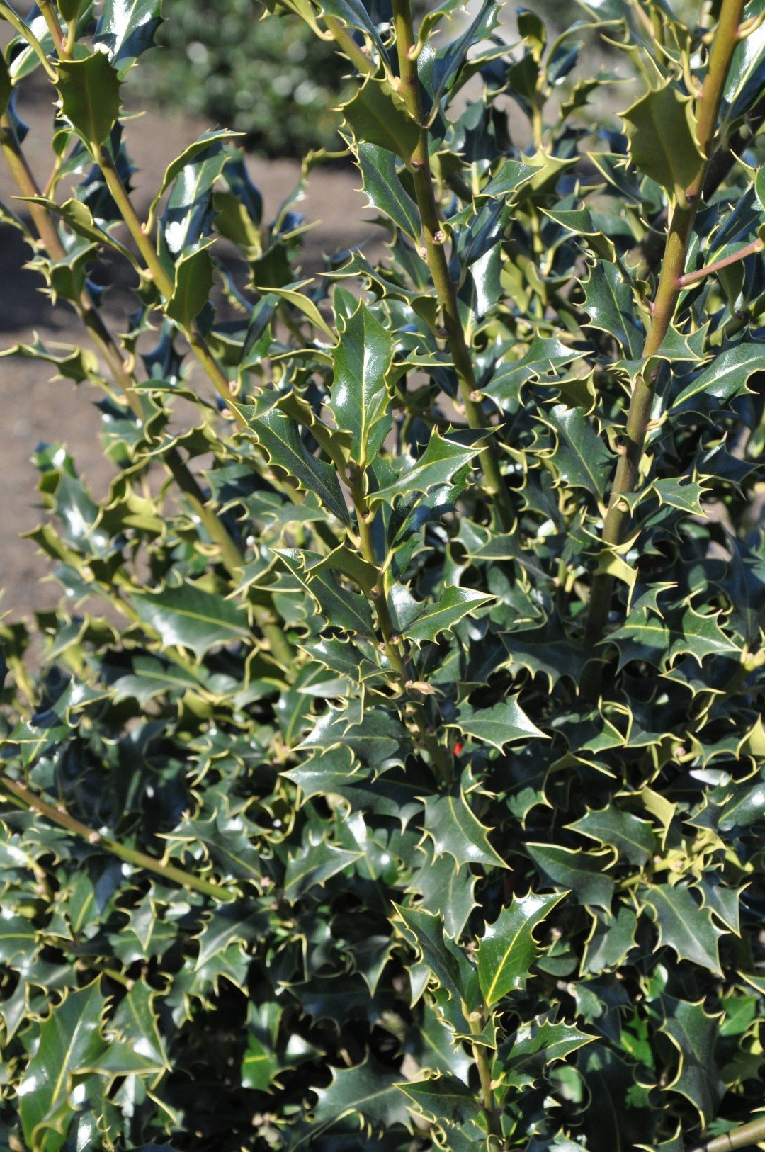bugienis dygialapis bugienis dygialapis
