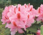 rododendras furnivalls daughter rozinis
