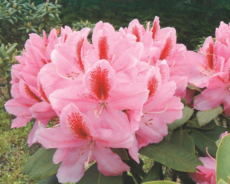 rododendras furnivalls daughter rozinis
