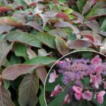 Hortenzija šiurkščioji (Hydrangea aspera) "Hot Chocolate"