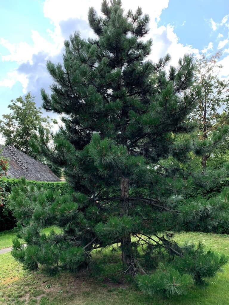 juodoji pusis pinus nigra