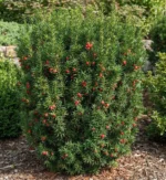 kukmedis hicksii