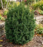 taxus media hillii