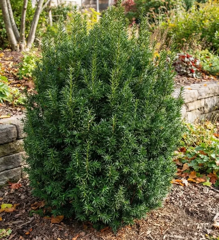 taxus media hillii