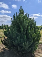 juodoji pusis oregon green