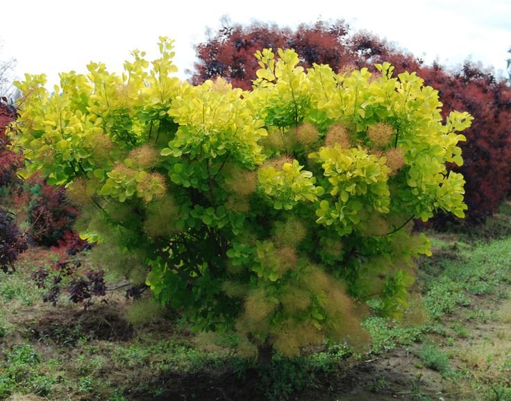 pukenis golden spirit