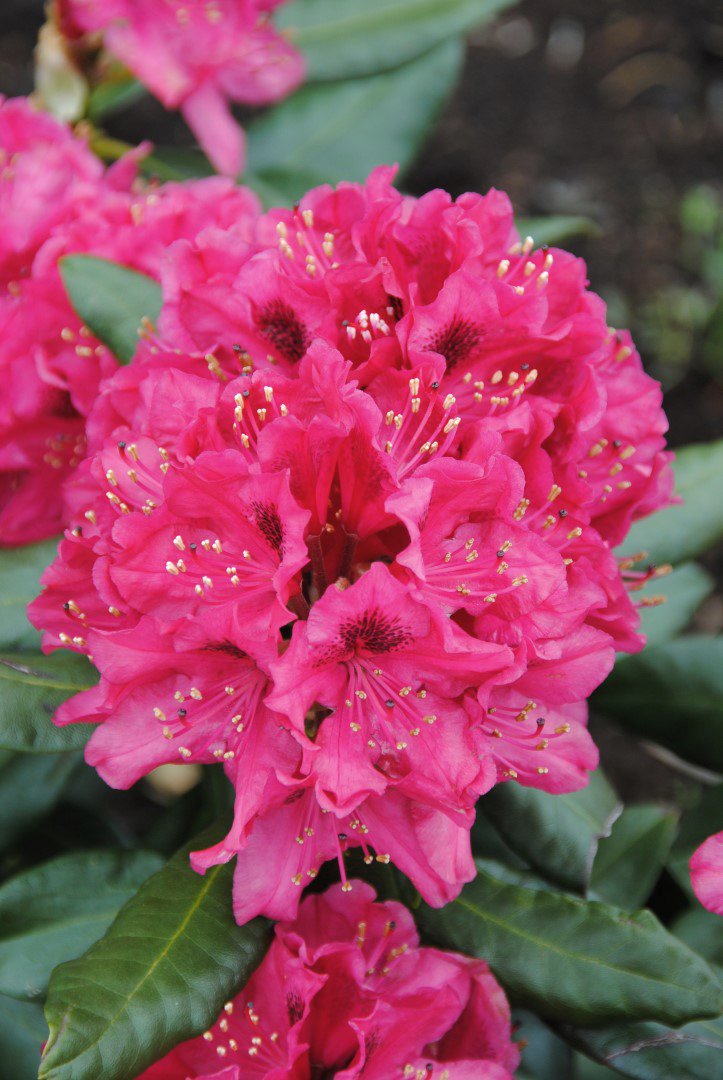 rododendras nova Zembla rozinis raudonas