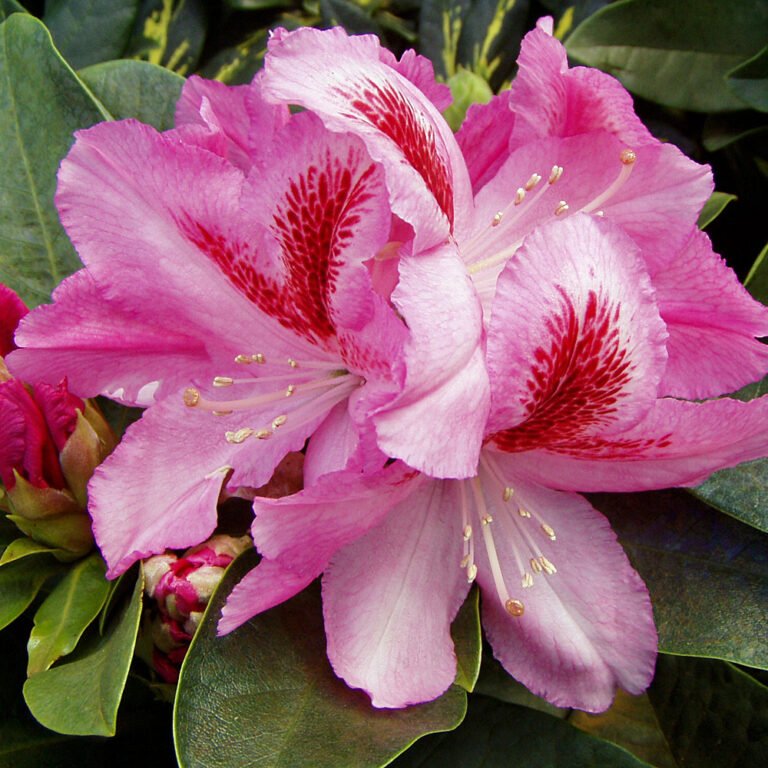 rododendras helen martin