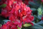 rododendras karl naue