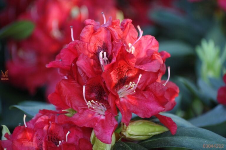 rododendras karl naue