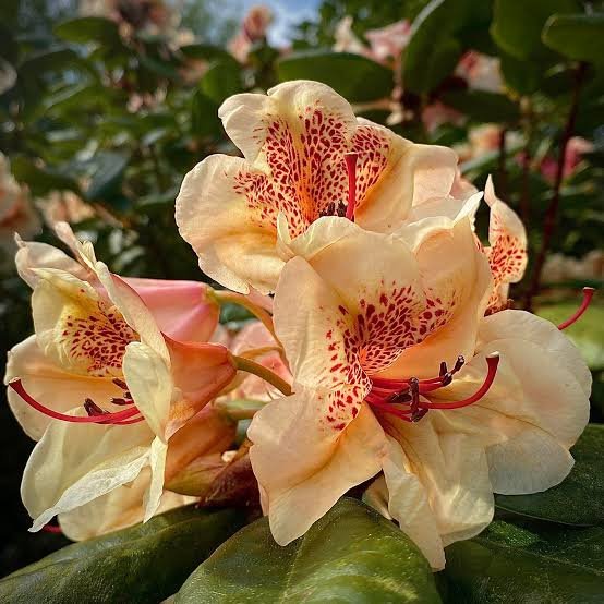 rododendras viscy