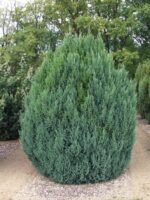 Juniperus chinensis 'Stricta' kininis kadagys