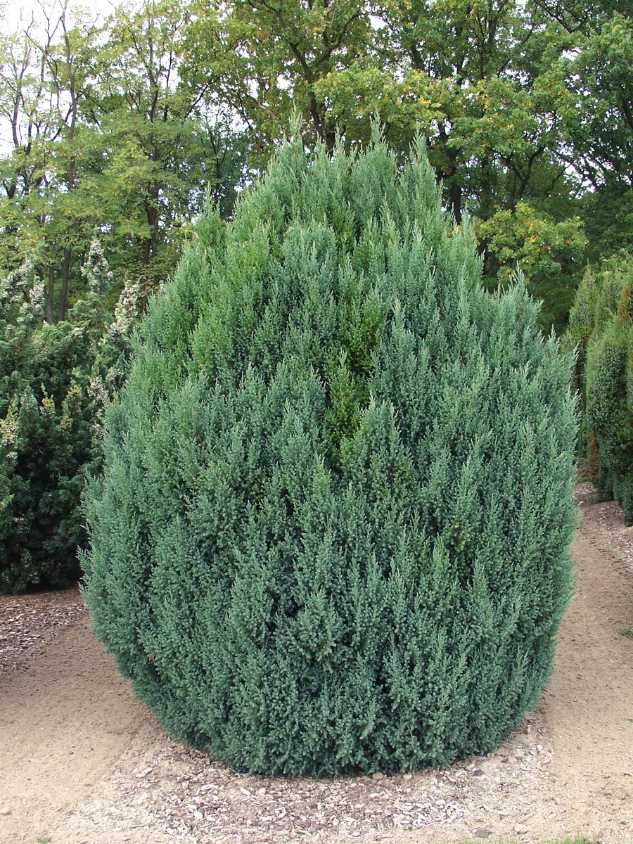 Juniperus chinensis 'Stricta' kininis kadagys Juniperus chinensis 'Stricta' kininis kadagys