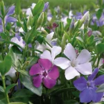 zieme vinca minor trio
