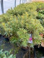 Rhododendron Grazeasy ® 'Dark Pink' - Rhododendron ponticum Grazeasy ® 'Dark Pink' rododendras ryskiai rozinis