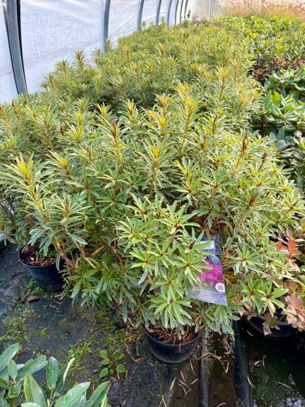 Rhododendron Grazeasy ® 'Dark Pink' - Rhododendron ponticum Grazeasy ® 'Dark Pink' rododendras ryskiai rozinis