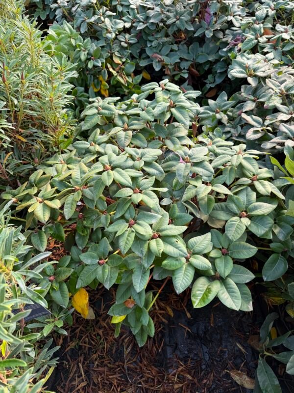 rododendras rosa perle rozinis