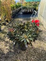 Rododendras "Elisabeth" - Image 2