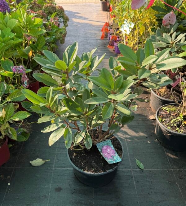 rododendras blue print