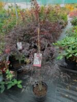 plastakinis klevas acer palmatum firecracker