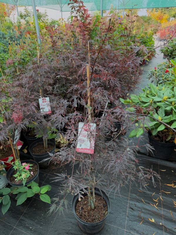 plastakinis klevas acer palmatum firecracker