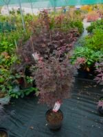 plastakinis klevas acer palmatum skeeters broom