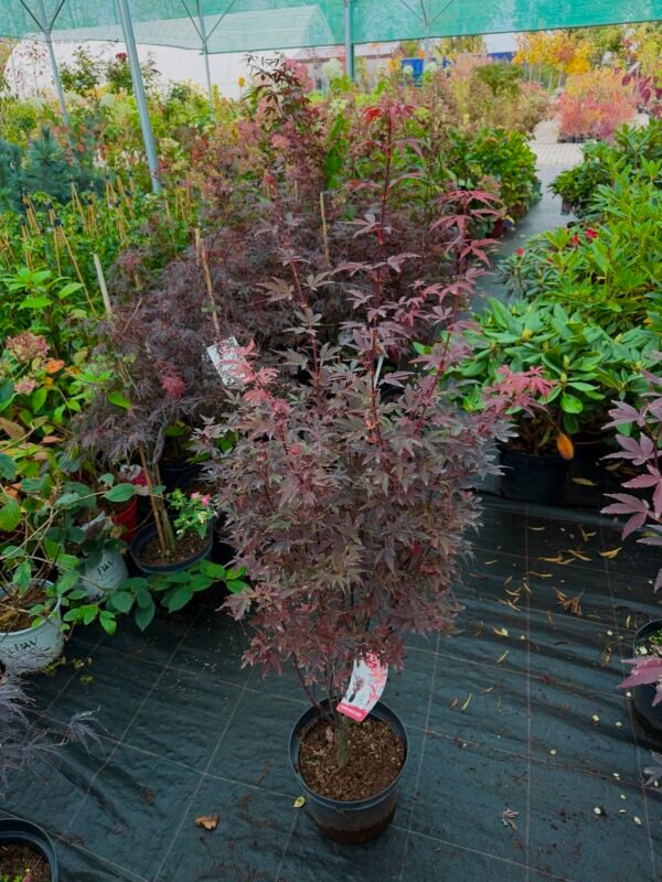 plastakinis klevas acer palmatum skeeters broom